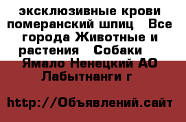 эксклюзивные крови-померанский шпиц - Все города Животные и растения » Собаки   . Ямало-Ненецкий АО,Лабытнанги г.